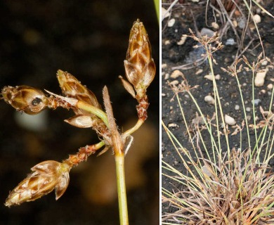 Fimbristylis decipiens