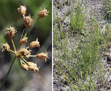 Fimbristylis puberula