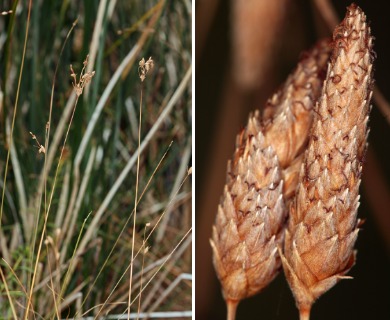 Fimbristylis thermalis