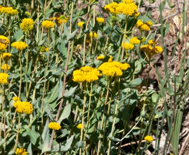 Flaveria chlorifolia