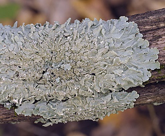 Flavoparmelia caperata