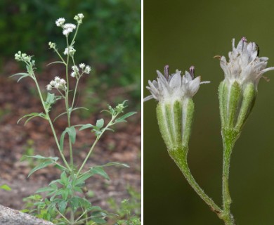 Florestina tripteris