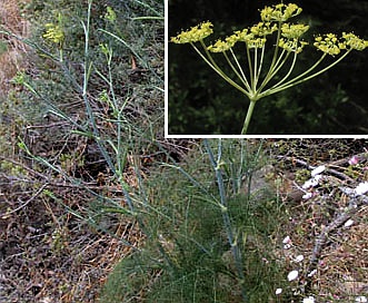 Foeniculum vulgare