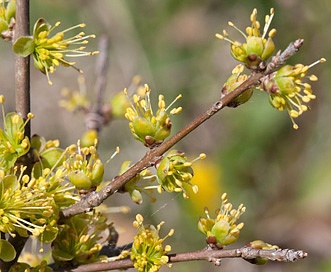 Forestiera acuminata