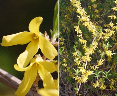 Forsythia suspensa