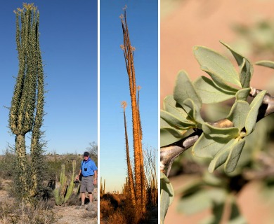 Fouquieria columnaris