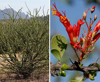 Fouquieria macdougalii