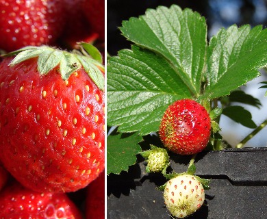 Fragaria X ananassa