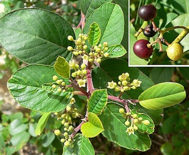 Frangula betulifolia