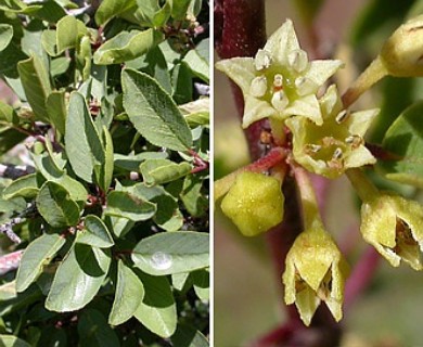 Frangula rubra