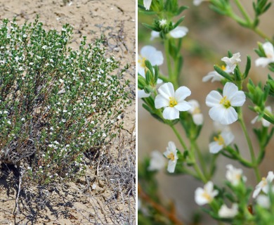 Frankenia jamesii