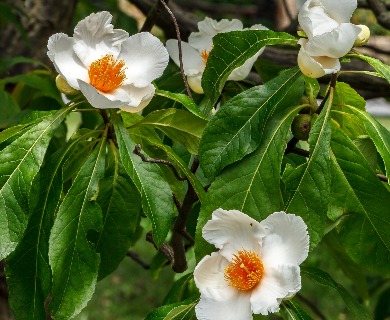 Franklinia alatamaha