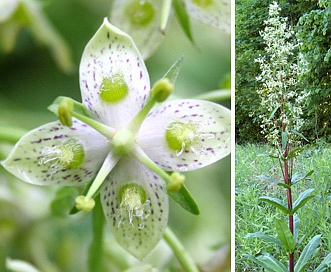 Frasera caroliniensis