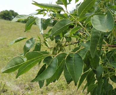 Fraxinus albicans