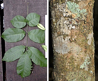 Fraxinus caroliniana