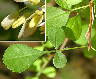 Fraxinus dipetala