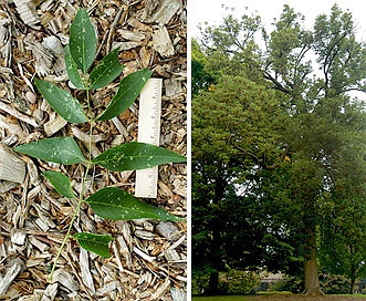 Fraxinus quadrangulata