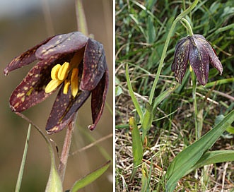 Fritillaria affinis