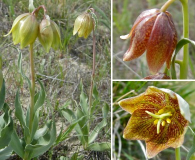 Fritillaria agrestis