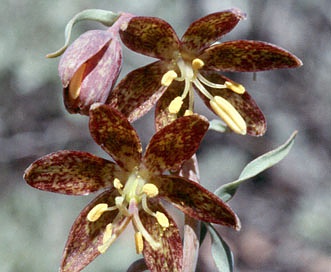 Fritillaria atropurpurea