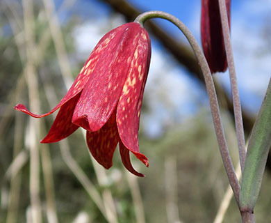 Fritillaria gentneri