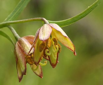 Fritillaria micrantha