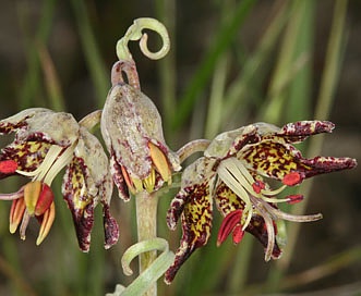 Fritillaria pinetorum