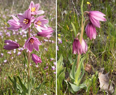 Fritillaria pluriflora