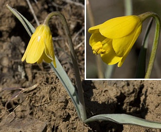 Fritillaria pudica