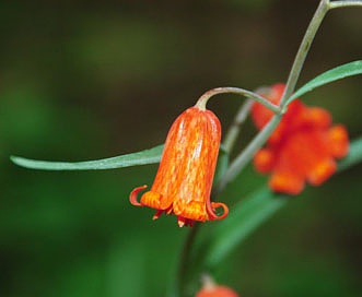 Fritillaria recurva