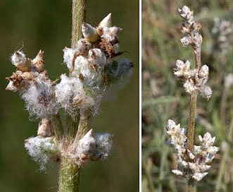 Froelichia gracilis