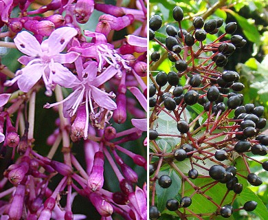 Fuchsia paniculata