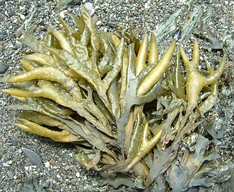 Fucus distichus