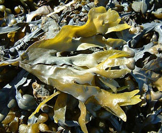 Fucus vesiculosus