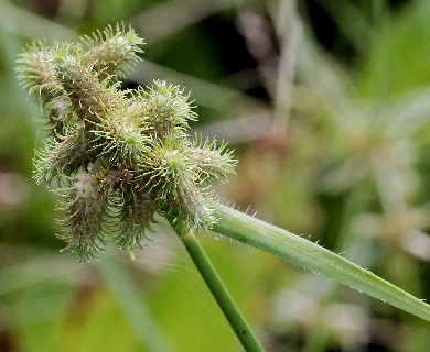 Fuirena breviseta