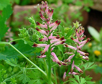 Fumaria officinalis