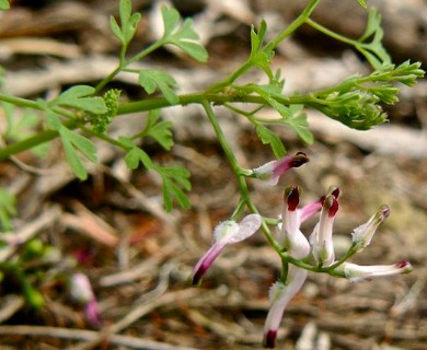 Fumaria parviflora