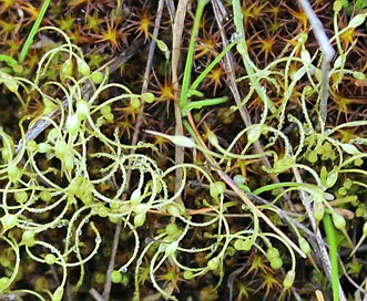 Funaria hygrometrica