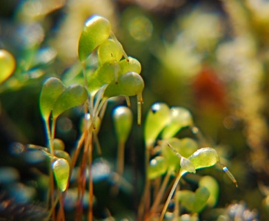 Funaria muhlenbergii