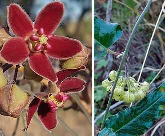 Funastrum crispum