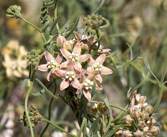 Funastrum hirtellum