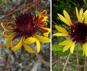 Gaillardia aestivalis