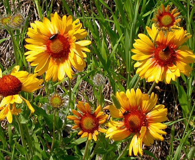 Gaillardia aristata