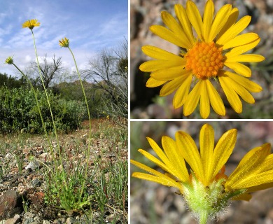 Gaillardia arizonica