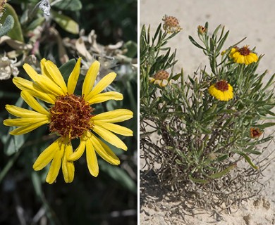 Gaillardia multiceps