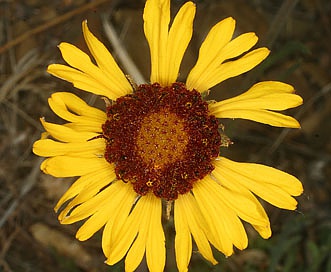 Gaillardia pinnatifida