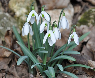 Galanthus nivalis