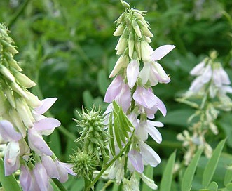 Galega officinalis