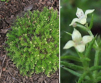 Galium andrewsii