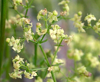 Galium angustifolium